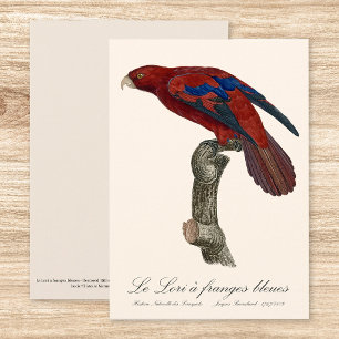 Long-Tailed Red Lory, Trichoglossus borneus Thank You Card