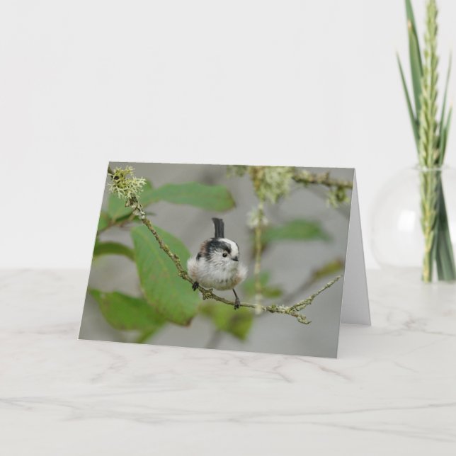 Long tailed tit, Scottish garden bird. Card (Front)