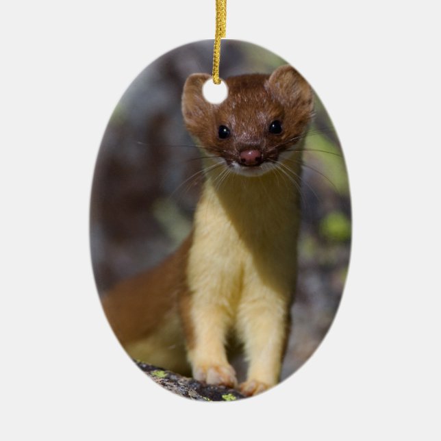 Long-tailed Weasel Ceramic Tree Decoration (Front)