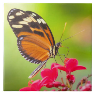 Long wing butterfly on a red flower ceramic tile