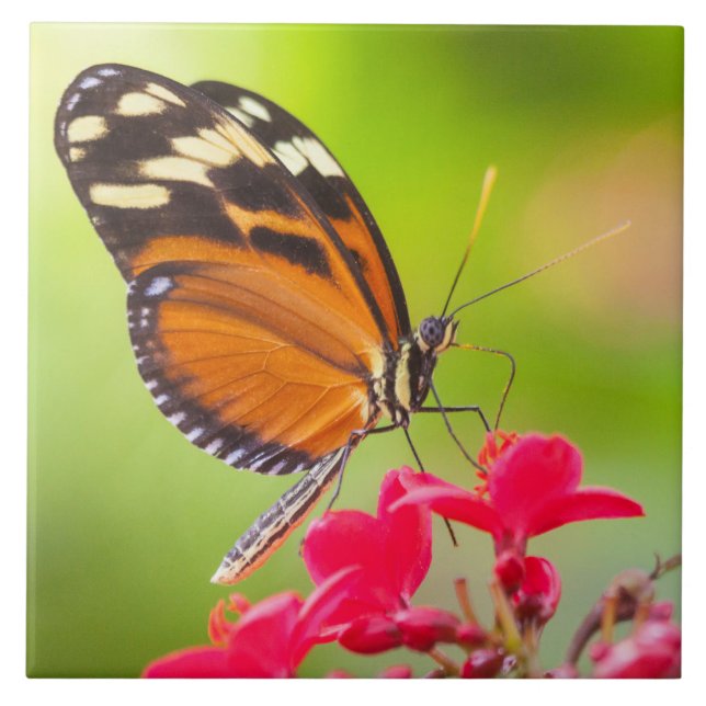 Long wing butterfly on a red flower ceramic tile (Front)