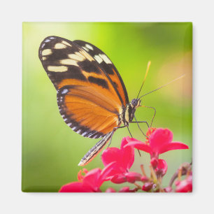 Long wing butterfly on a red flower magnet