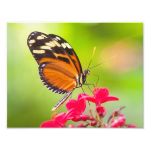 Long wing butterfly on a red flower photo print