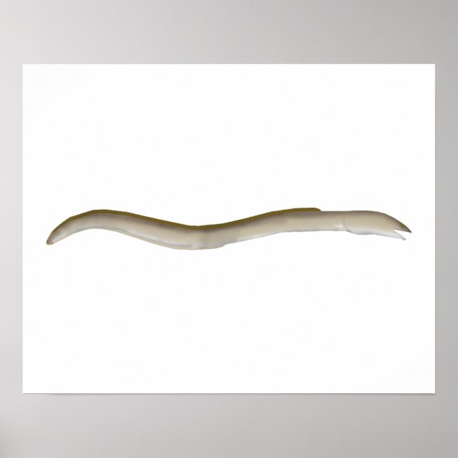 Longfin Snake-eel Poster (Front)