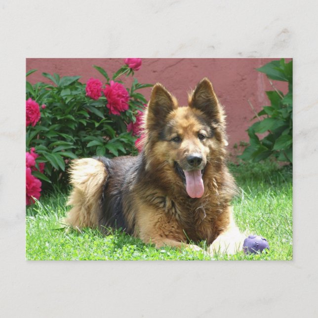 Longhair German Shepherd Postcard (Front)