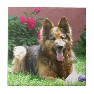 Longhair German Shepherd Tile