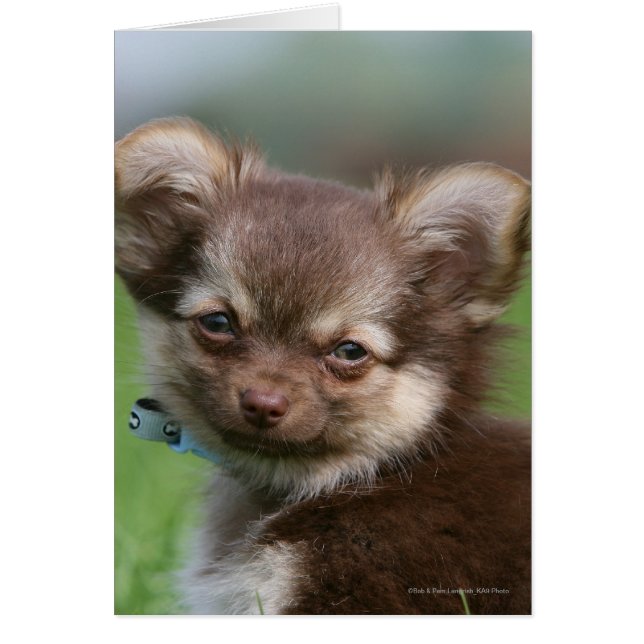 Longhaired Chihuahua Puppy Looking at Camera (Front)