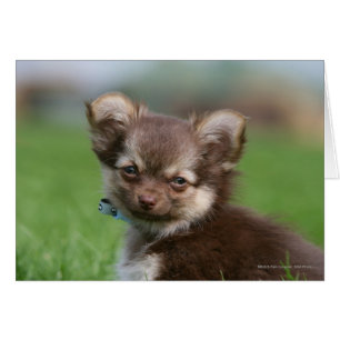 Longhaired Chihuahua Puppy Looking at Camera