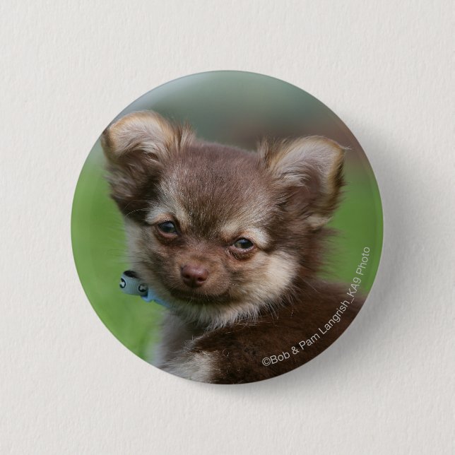Longhaired Chihuahua Puppy Looking at Camera 6 Cm Round Badge (Front)