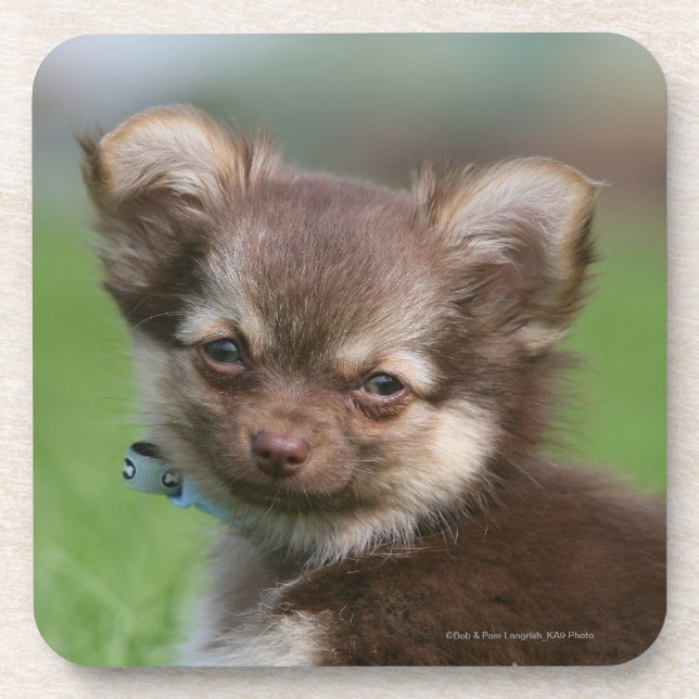 Longhaired Chihuahua Puppy Looking at Camera Coaster (Front)