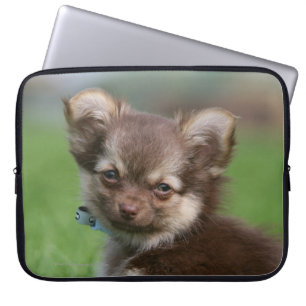 Longhaired Chihuahua Puppy Looking at Camera Laptop Sleeve
