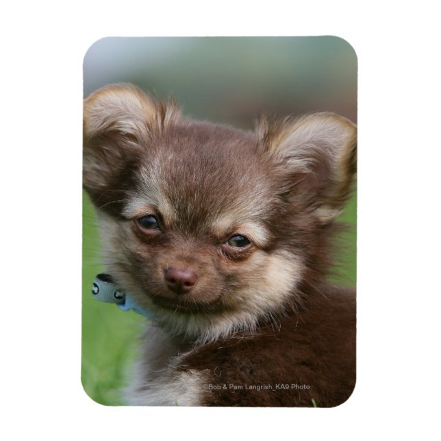 Longhaired Chihuahua Puppy Looking at Camera Magnet (Vertical)