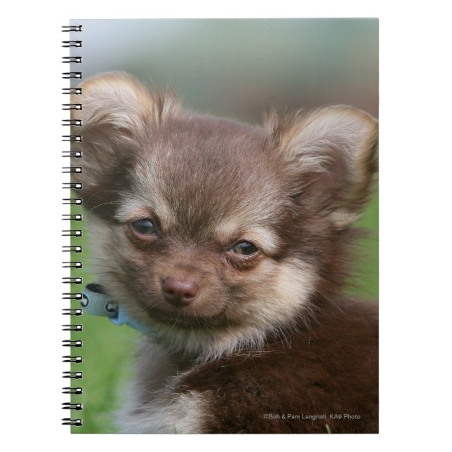 Longhaired Chihuahua Puppy Looking at Camera Notebook (Front)