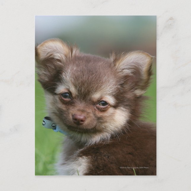 Longhaired Chihuahua Puppy Looking at Camera Postcard (Front)