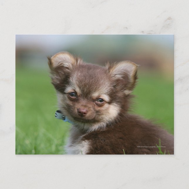 Longhaired Chihuahua Puppy Looking at Camera Postcard (Front)