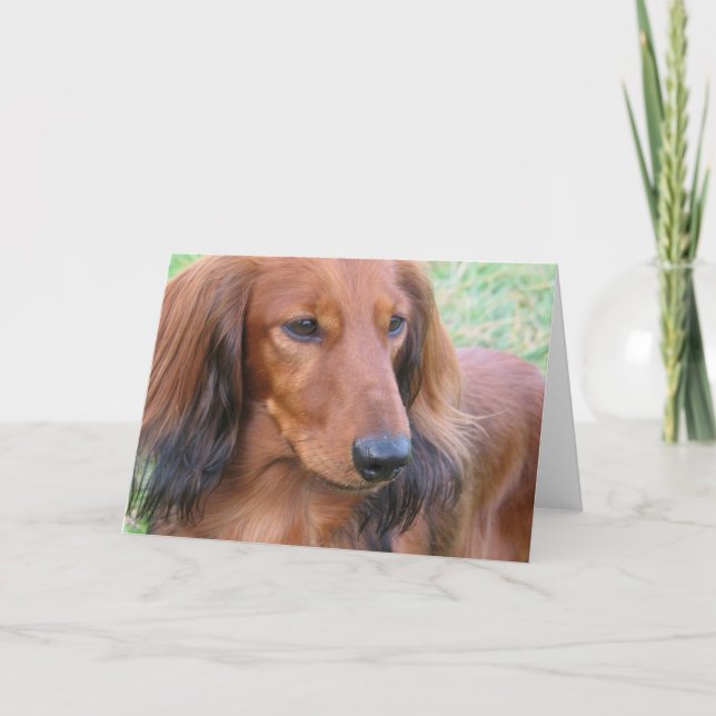 Longhaired Dachshund Greeting Card (Front)