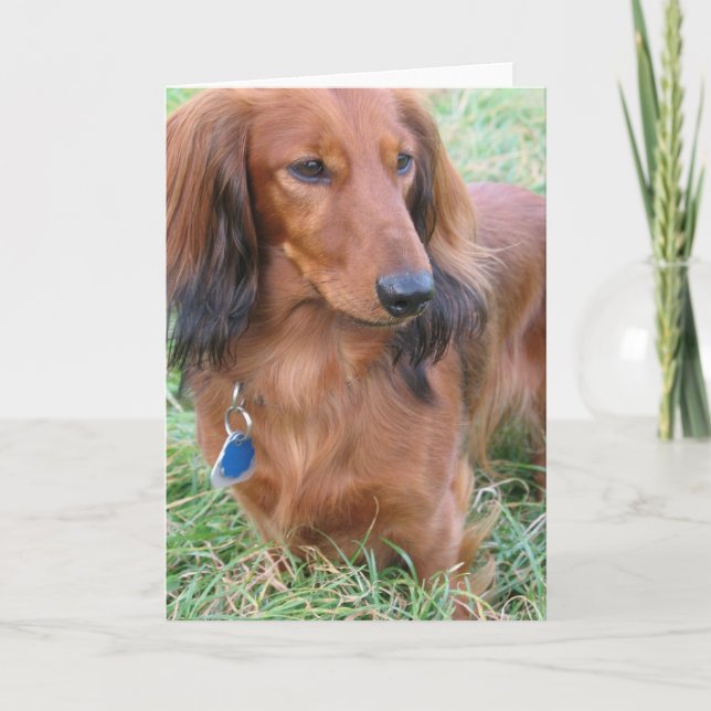 Longhaired Dachshund Greeting Card (Front)