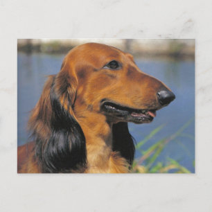 Longhaired Dachshund  postcard