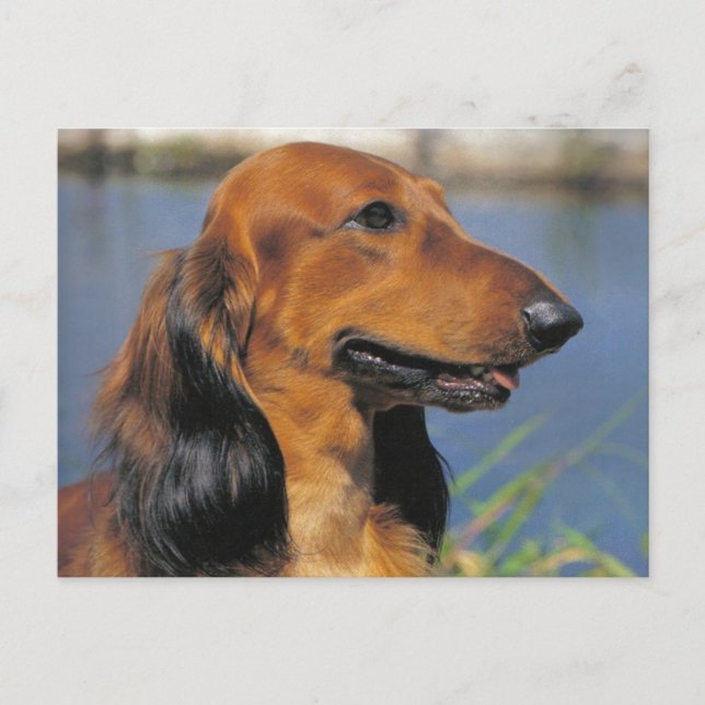 Longhaired Dachshund  postcard (Front)