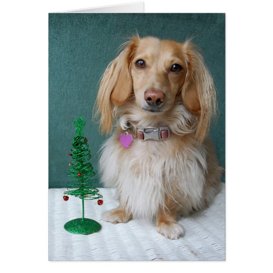 Longhaired dachshund sitting on a wicker table card