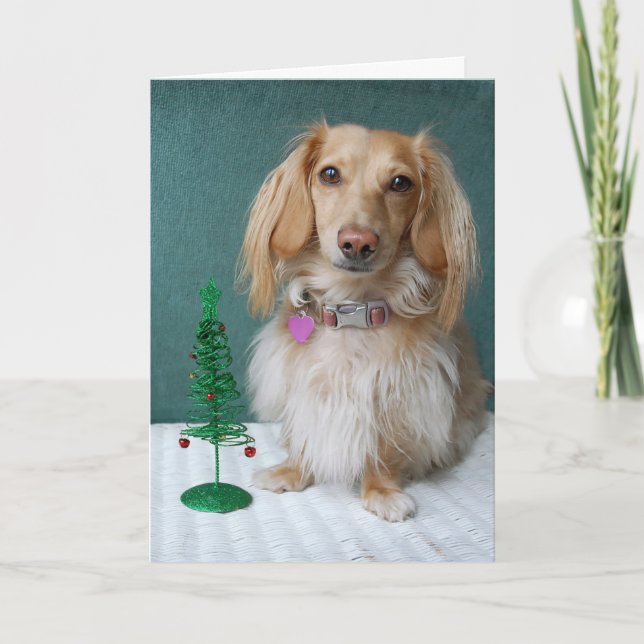 Longhaired dachshund sitting on a wicker table holiday card (Front)