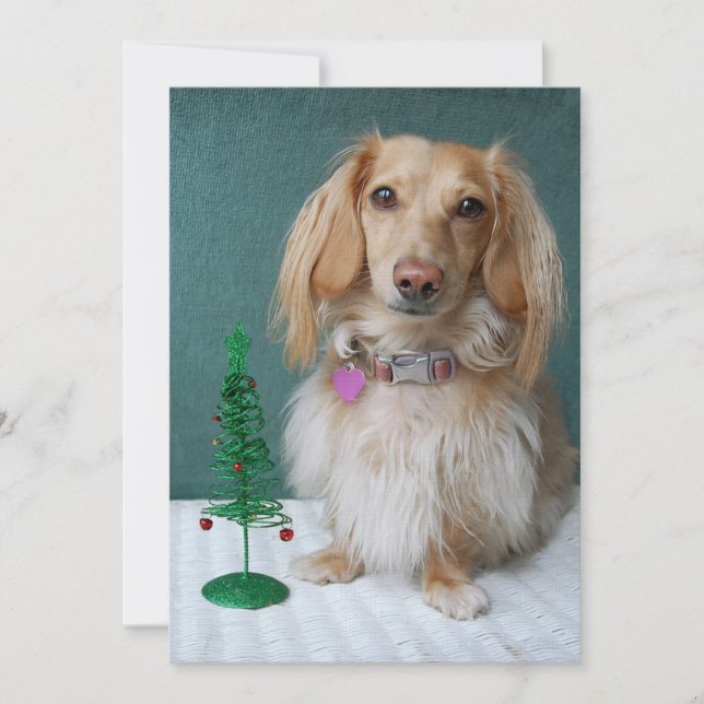 Longhaired dachshund sitting on a wicker table invitation (Front)