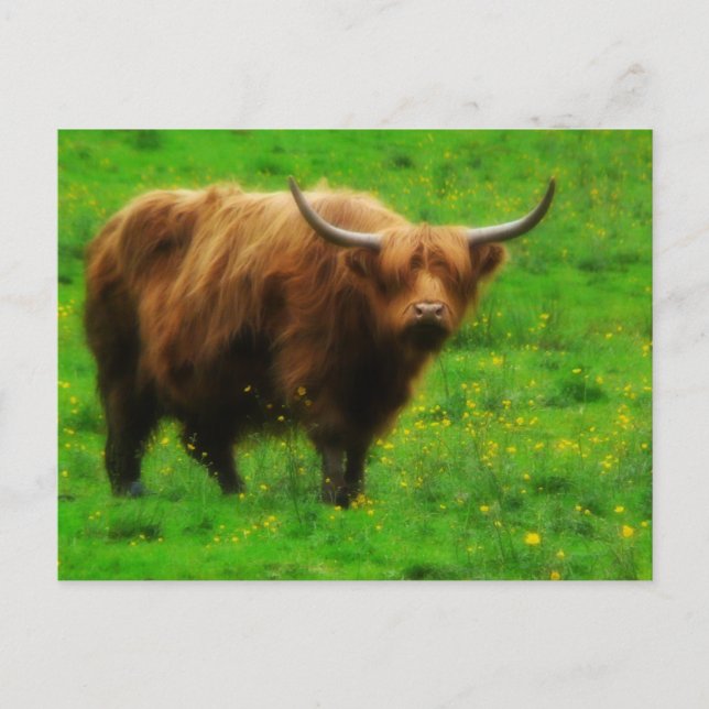 Longhaired LongHorn with Long Horns Postcard (Front)