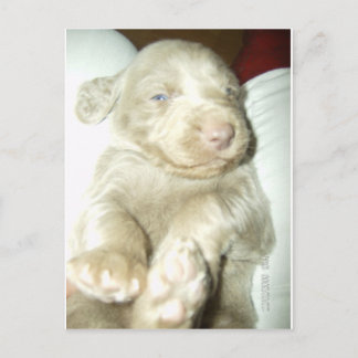 Longhaired Pup Weimaraner Postcard