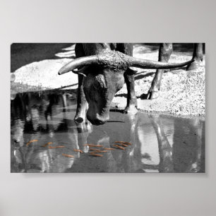 Longhorn and Goldfish Poster
