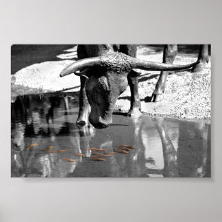 Longhorn and Goldfish Poster