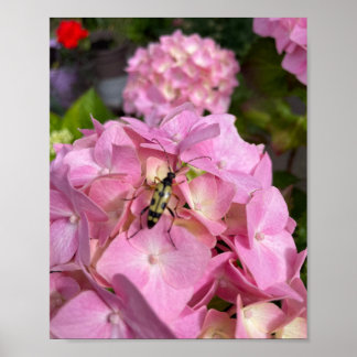 Longhorn beetle on pink Hydrangea Poster