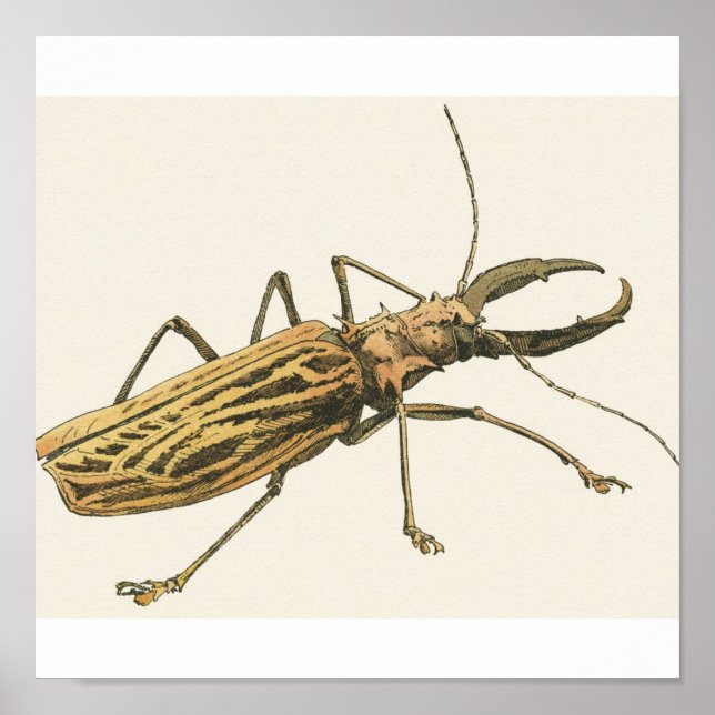 Longhorn Beetle Poster (Front)