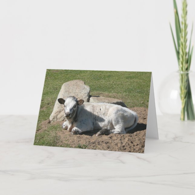Longhorn Calf Card - Blank Note Card (Front)