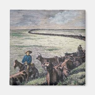 Longhorn cattle drive from Texas to Abilene, Kansa Magnet