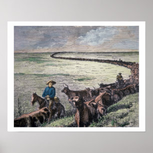 Longhorn cattle drive from Texas to Abilene, Kansa Poster