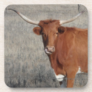 Longhorn Cow Licking Her Nose Coaster