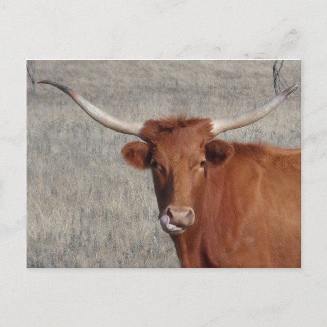 Longhorn Cow Licking Nose Postcard (Front)