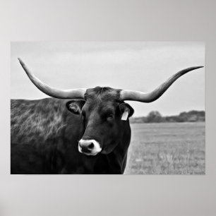 Longhorn Cow Photographic Art Print