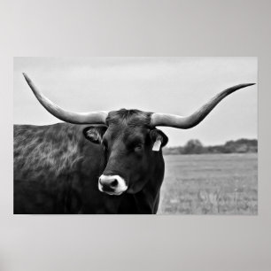 Longhorn Cow Photographic Art Print