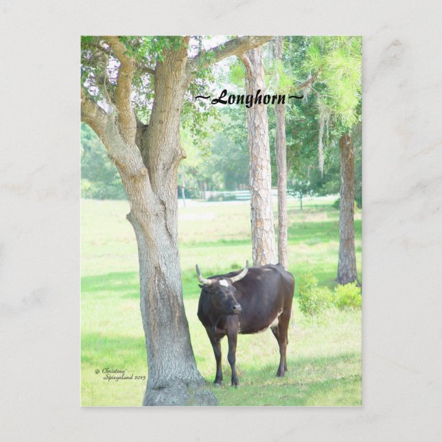 Longhorn Cow Port Charlotte Florida Postcard (Front)