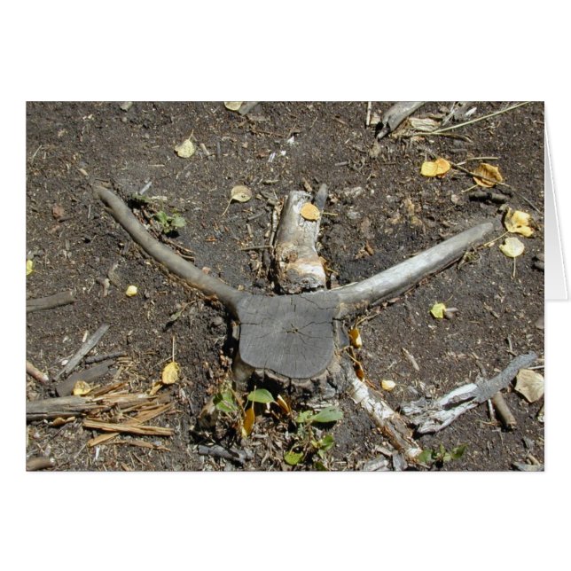 Longhorn Illusion card (Front Horizontal)