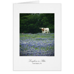 Longhorn in blue