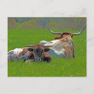 Longhorn Postcard