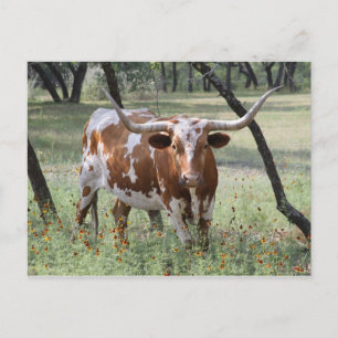 Longhorn Postcard