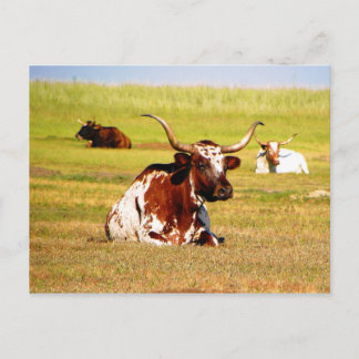 Longhorn Postcard