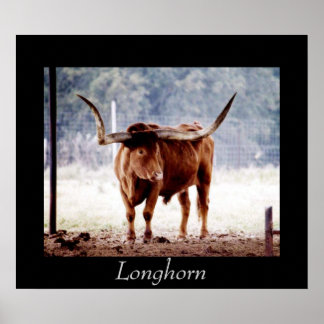 Longhorn Poster