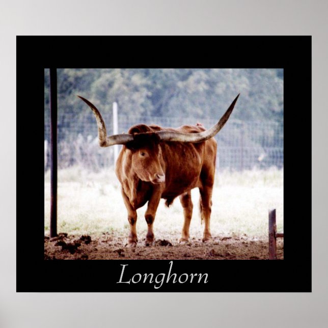 Longhorn Poster (Front)