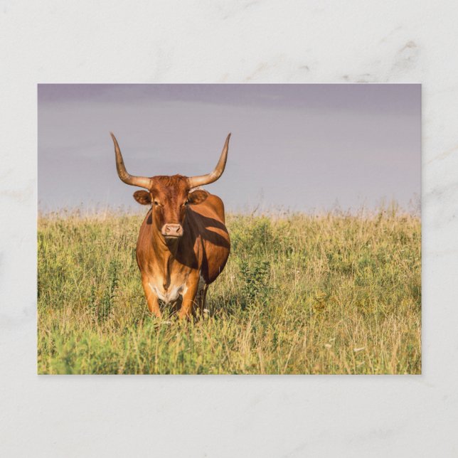 Longhorn Standing in a Field Postcard (Front)