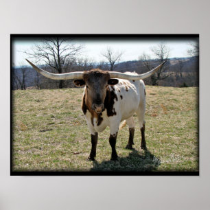 Longhorn Steer {2} -choose size & canvas Poster