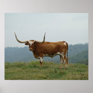 Longhorn Steer in the Ozarks- choose size & canvas Poster